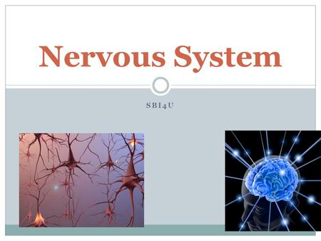 SBI4U Nervous System. The Division of Nervous System The nervous system is divided into to functional subsystems : 1- The Central Nervous System (CNS)