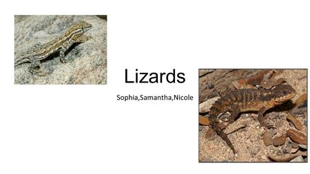 Lizards Sophia,Samantha,Nicole. Animal Description Brown and spikey and orange. Green,blue,with long claws. Black orange long and skinny. Brown orange.