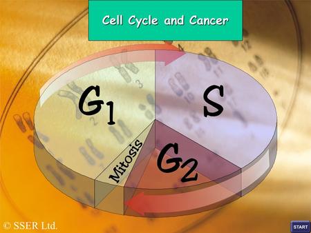 © SSER Ltd. Cell Cycle and Cancer. Objectives Know the stages of the cell cycle. Be able to describe the main processes occurring during each stage of.