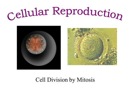 Cell Division by Mitosis. all living things start life as a single cell Growth results when your body forms new cells. New cells are formed by cell division.