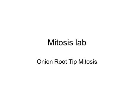 Mitosis lab Onion Root Tip Mitosis. 1. What type of cells are these? 2. How do you know? 3.What phase of the cell cycle are most cells likely to be in?