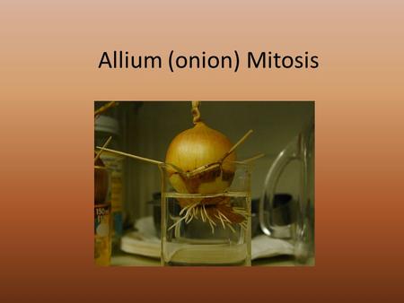 Allium (onion) Mitosis. In a growing plant root, the cells at the tip of the root are constantly dividing to allow the root to grow. Because each cell.