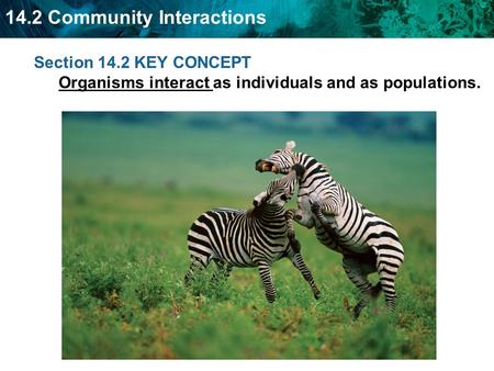 14.2 Community Interactions Section 14.2 KEY CONCEPT Organisms interact as individuals and as populations.