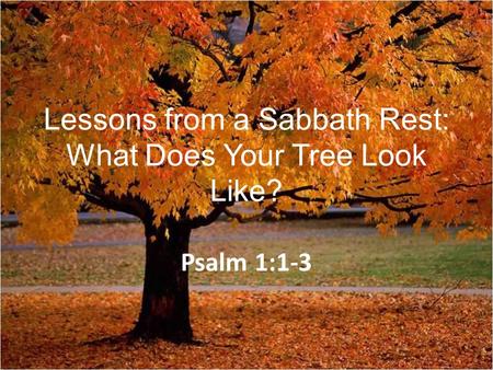 Lessons from a Sabbath Rest: What Does Your Tree Look Like? Psalm 1:1-3.