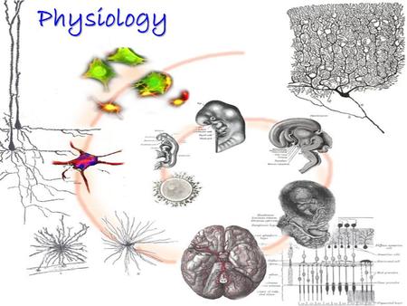 Physiology. Animal organs are usually composed of more than one cell type. Each organ typically performs a given function. The stomach is an organ composed.