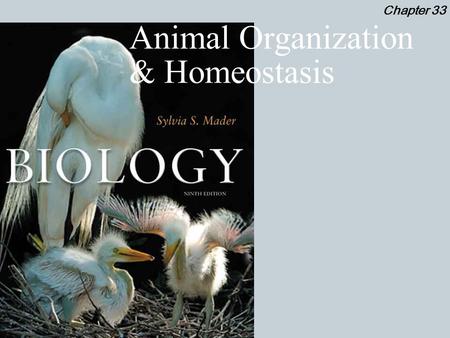 Animal Organization & Homeostasis Chapter 33. Animal Organization & Homeostasis Outline 2 Organs Organ Systems Homeostasis  Negative Feedback  Positive.