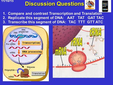 11/10/15 Discussion Questions 1. Compare and contrast Transcription and Translation 2. Replicate this segment of DNA: AAT TAT GAT TAC 3. Transcribe this.