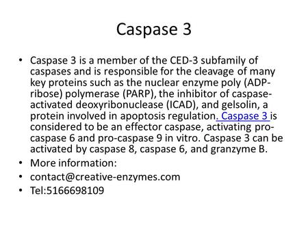 Caspase 3 Caspase 3 is a member of the CED-3 subfamily of caspases and is responsible for the cleavage of many key proteins such as the nuclear enzyme.