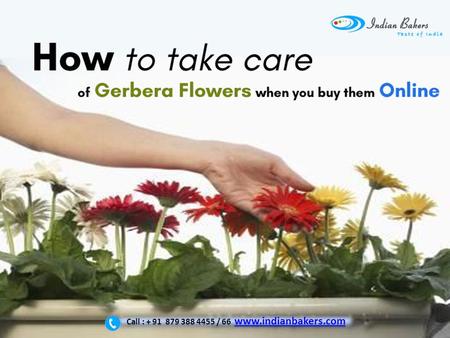 How to take care of Gerbera Flowers when you buy them online? | Gerbera Flower Delivery