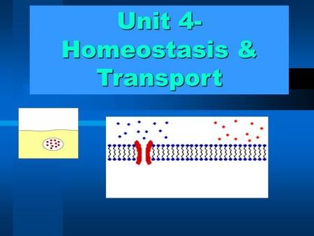 Unit 4- Homeostasis & Transport. I. Homeostasis: A. B. Examples of factors that must Be kept stable in humans: