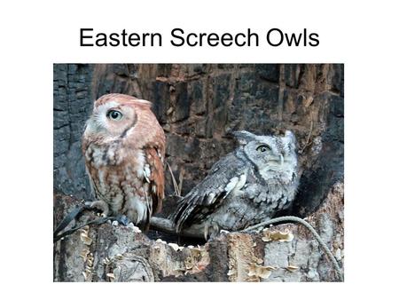 Eastern Screech Owls. SCIENCE 7 TOPIC 12 Three traits that all chordates share Which ones do we need to know?