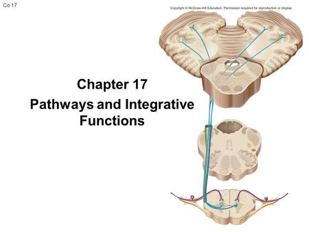 Co 17 Chapter 17 Pathways and Integrative Functions.