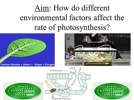 Aim: How do different environmental factors affect the rate of photosynthesis?