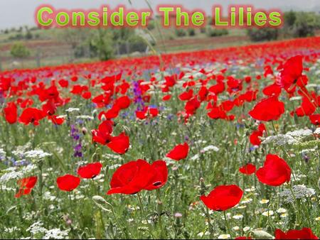 28 So why do you worry about clothing? Consider the lilies of the field, how they grow: they neither toil nor spin 29 and yet I say to you that even.