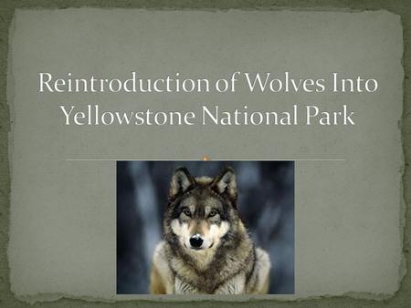 Do wolves have a place in the ecosystem? Wolves are predators. Predators keep prey populations under control - they cull the herd and keep it healthy.