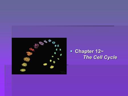  Chapter 12~ The Cell Cycle. 3 Key Roles of Cell Division  Reproduction  Growth and development  Tissue renewal and repair.