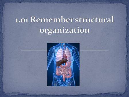 Essential Questions How is the human body organized? What are the structural components of the body? How does the body’s structural organization relate.