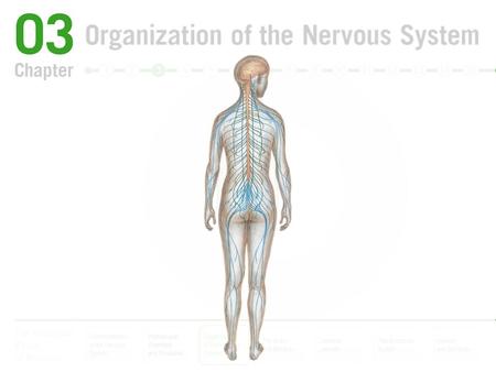 Organization of the Nervous System The Brain and Behavior Cerebral Laterality The Endocrine System Heredity and Behavior Communication in the Nervous System.