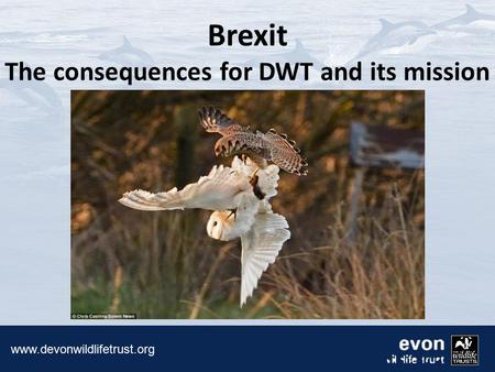 Brexit The consequences for DWT and its mission.