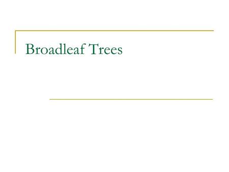 Broadleaf Trees. Trees with broad flat leaves Flower bearing Seed producing plants Hardwood trees Used for furniture Deciduous – trees that lose their.