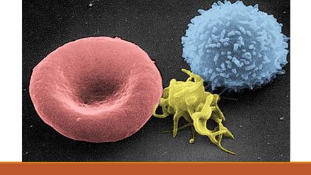 Blood DATE: Learning Objectives Identify the components of blood Describe the function of each component Explain how each component is adapted to its.