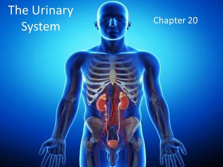 The Urinary System Chapter 20. Introduction A major part of homeostasis is maintaining the composition, pH, and volume of body fluids within normal limits.