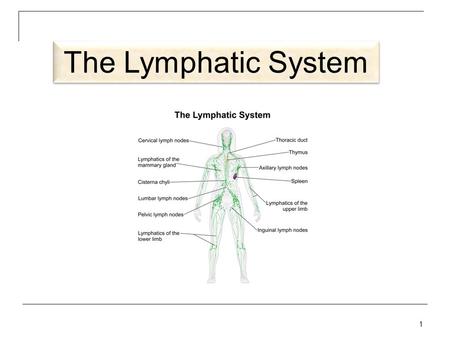 The Lymphatic System 1.  Consists of: 1.Lymph 2.Lymphatic vessels 3.Structures and organs containing lymphatic tissue 4.Red bone marrow Lymphatic System.