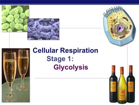 AP Biology Cellular Respiration Stage 1: Glycolysis.