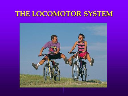 THE LOCOMOTOR SYSTEM. BONES They are the hardest part of our body. The femur and the humerous are bones.