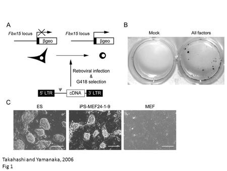 Takahashi and Yamanaka, 2006 Fig 1. Takahashi and Yamanaka, 2006 Fig 1.