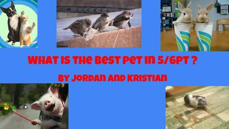 What is the best pet in 5/6pt ? By jordan and Kristian.