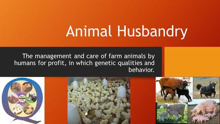 Animal Husbandry The management and care of farm animals by humans for profit, in which genetic qualities and behavior.