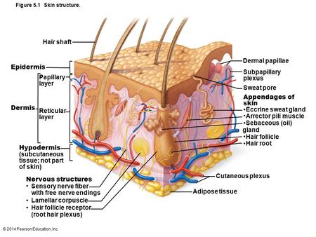 © 2014 Pearson Education, Inc. Figure 5.1 Skin structure. Hair shaft Epidermis Papillary layer Dermis Reticular layer Hypodermis (subcutaneous tissue;