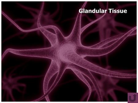 Glandular Tissue. GLANDULAR EPITHELIUM Glandular Epithelia A gland consists of one or more cells that make a secretion Many epithelial cells make secretions.