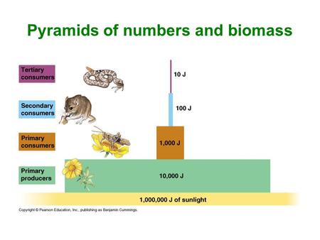 Pyramids of numbers and biomass. How do living things in a community depend on each other? Drawing pyramids To see the realtionship between two variables.