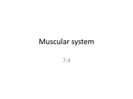 Muscular system 7.4. Muscular System 600+ muscles in the body Muscles are bundles of muscle fibers held together by connective tissue Properties of muscles: