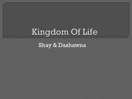 Shay & Dashawna. Dolphins V.S. Red Algae Kingdom – Animalia Phylum – Chordata Class- Mammalia Order – Cetacean Family – Delphinidae Genus – Tursiops.