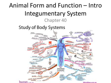 Animal Form and Function – Intro Integumentary System Chapter 40.