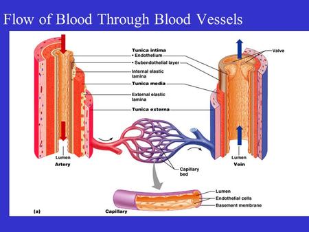 Flow of Blood Through Blood Vessels. Blood Vessels.