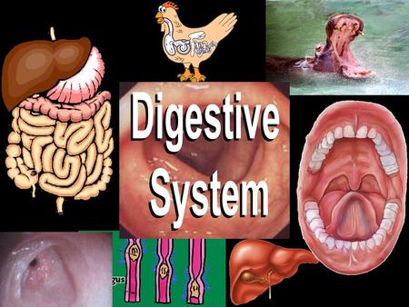 Digestion starts in the MOUTH! The chewing of the food and the saliva help to break down the food.