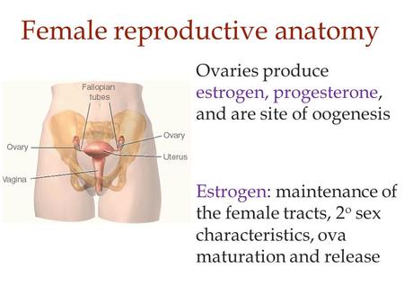 Female reproductive anatomy Ovaries produce estrogen, progesterone, and are site of oogenesis Estrogen: maintenance of the female tracts, 2 o sex characteristics,