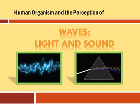 Human Organism and the Perception of.