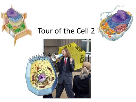 Tour of the Cell 2 Cells gotta work to live! What jobs do cells have to do? – make proteins proteins control every cell function – make energy for daily.