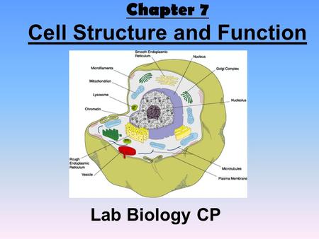 Chapter 7 Cell Structure and Function Lab Biology CP.