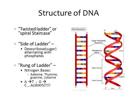 Structure of DNA “ Twisted ladder ” or “ spiral Staircase ” “ Side of Ladder ” – Deoxyribose(sugar) alternating with phosphates “ Rung of Ladder ” – Nitrogen.