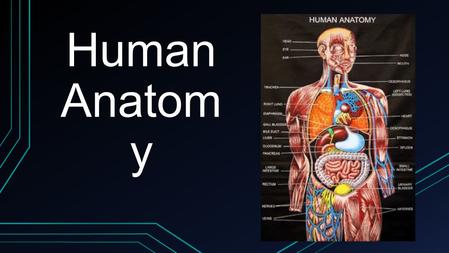 Human Anatom y. What is anatomy? Anatomy is the study of structures or body parts and their relationships to one another. Anatomy:Gross anatomy – macroscopic.