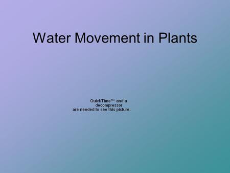 Water Movement in Plants. Forces that move water in plants Osmosis - allows water to enter cells.