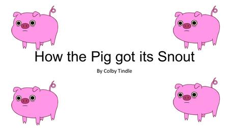 How the Pig got its Snout By Colby Tindle. One day there was a pig, who rolled in the mud, splashing all the other animals. All the animals shouted, “Stop.