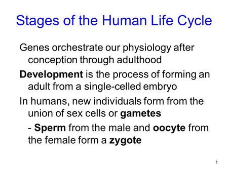 1 Stages of the Human Life Cycle Genes orchestrate our physiology after conception through adulthood Development is the process of forming an adult from.