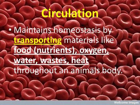 Circulation Maintains homeostasis by transporting materials like food (nutrients), oxygen, water, wastes, heat throughout an animals body.